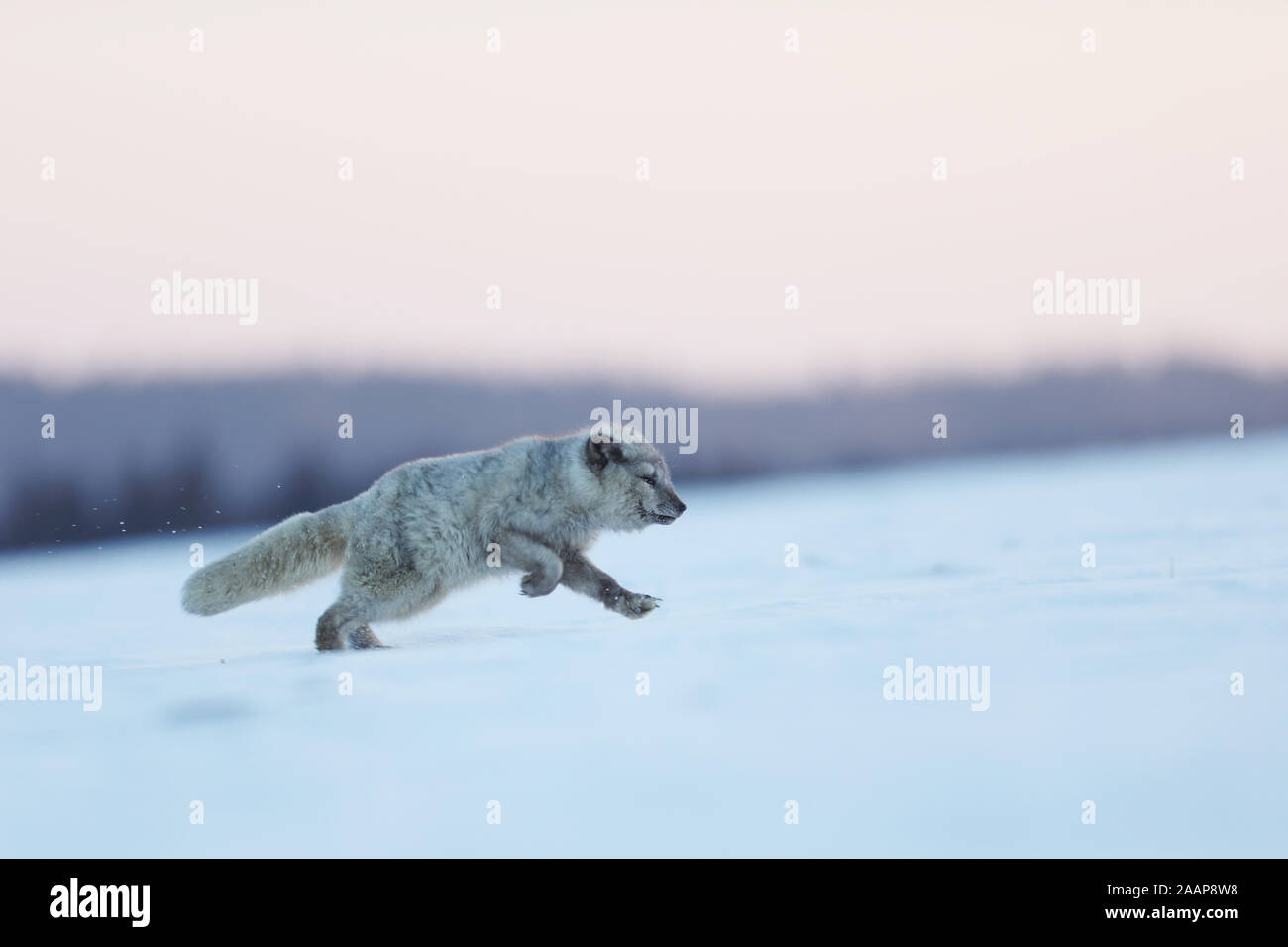 Bianco volpe polare in esecuzione in habitat, paesaggio invernale - Vulpes lagopus Foto Stock