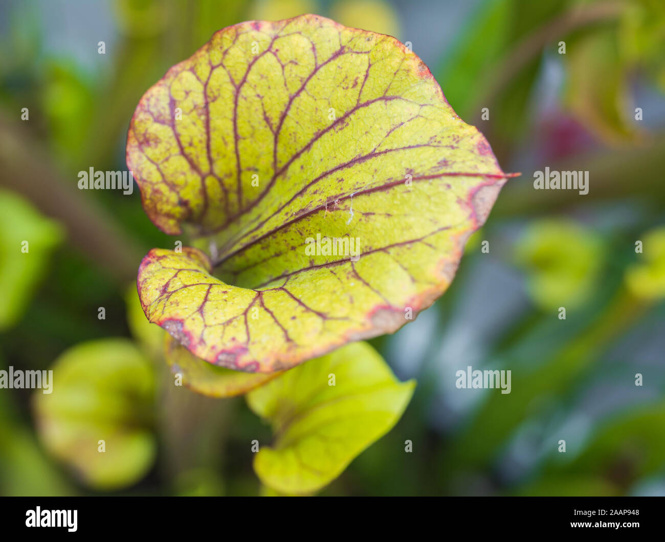 Northern pianta brocca (Sarracenia purpurea), foglie Foto Stock