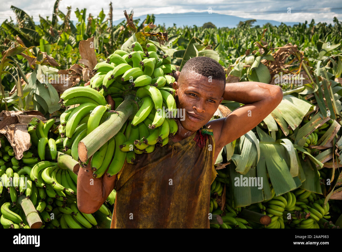 Etiopia, Gamo-Gofa, Arba Minch, piantagione di banane, uomo che porta le banane sullo spallamento Foto Stock