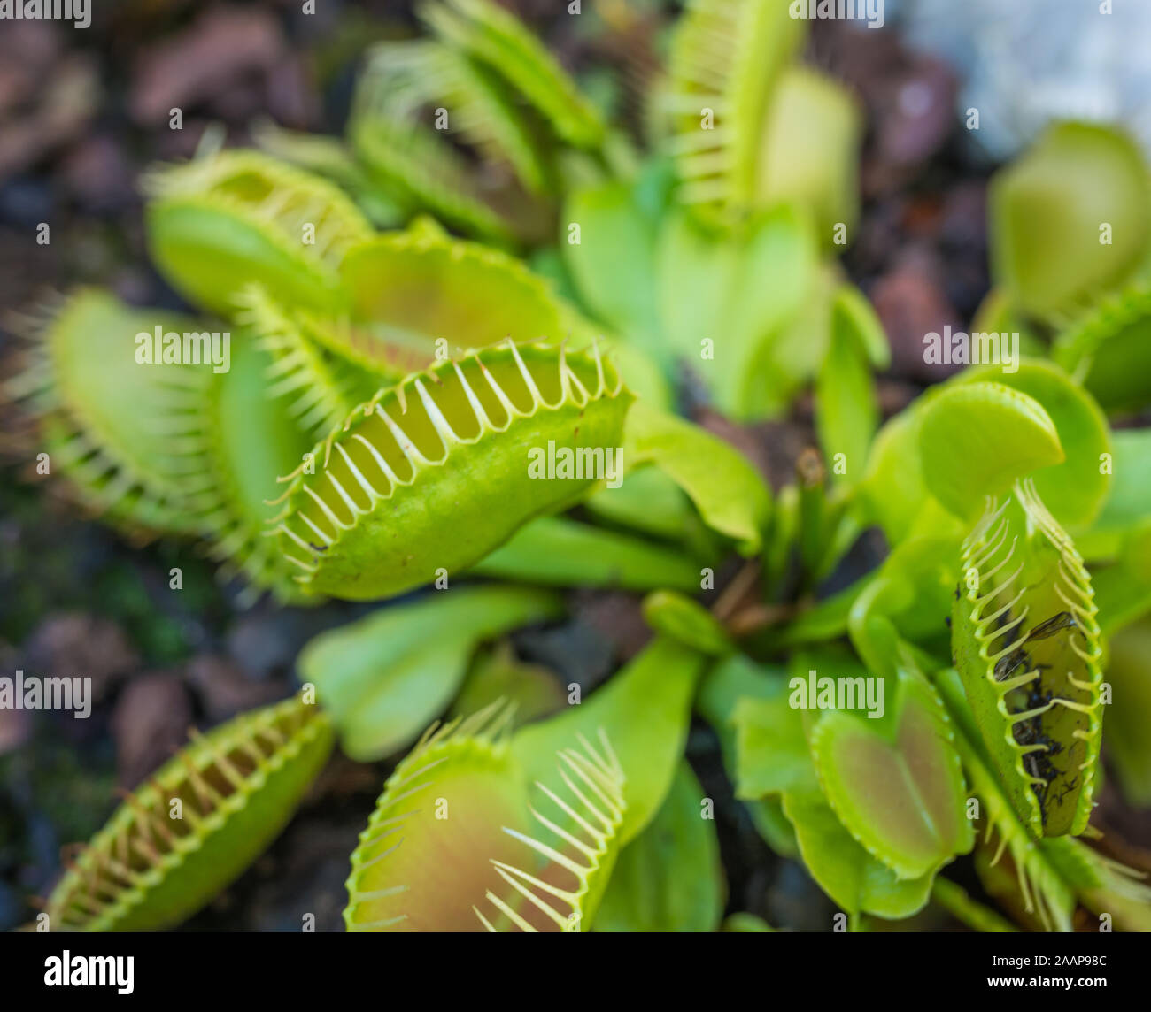 Piante carnivore Venus Flytrap vista panoramica. Più pungenti trappole sulle foglie di un verde e rosso e Venus fly trap. Per intrappolare insetti mangiare e impianto. Foto Stock