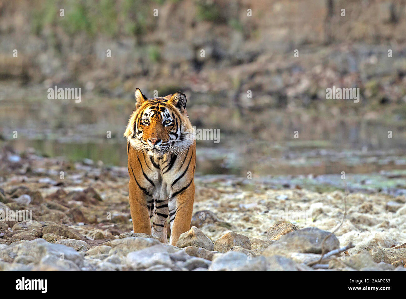 Indischer Tigre - la tigre del Bengala Foto Stock