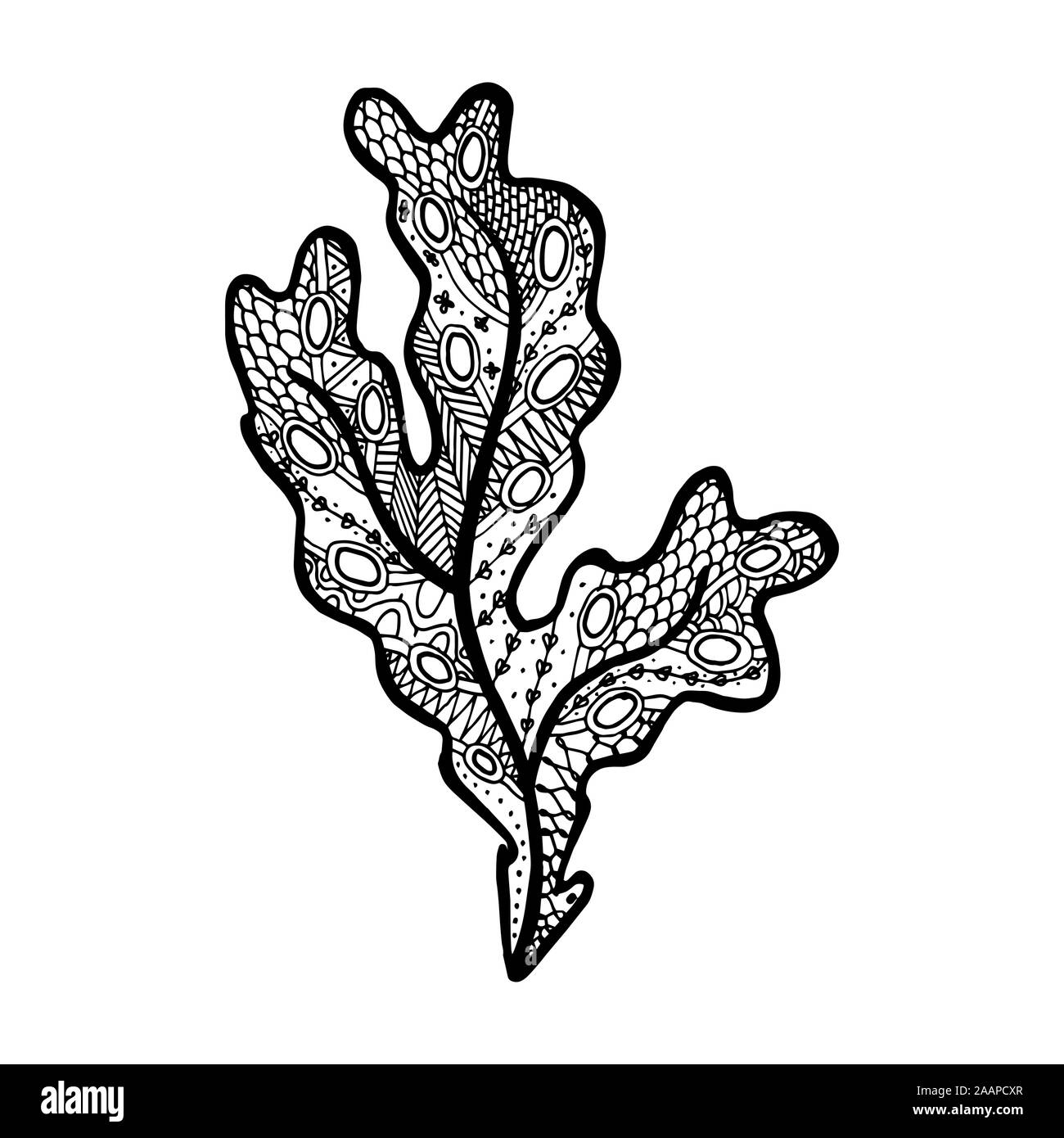 Illustrazione Vettoriale di disegnato a mano le alghe - Fucus alga. Pagina di colorazione prenota anti stress per adulto. Tatuaggio botanico Illustrazione Vettoriale