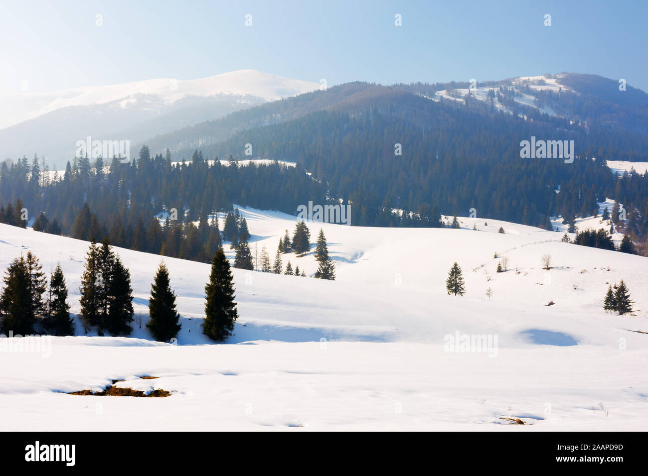 Favola invernale nelle montagne dei Carpazi. Un paesaggio fantastico di cresta borzhava. Snow capped vvelykiy verkh picco nella distanza bosco di abete rosso sulla collina Foto Stock