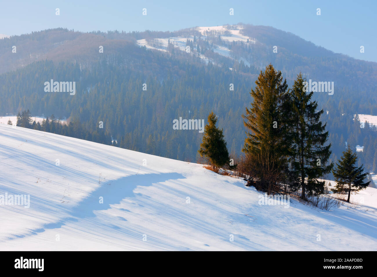 Favola invernale nelle montagne dei Carpazi. fantastico scenario della cresta borzhava. foreste di abete rosso sulle colline. tempo soleggiato con un po' di haze in aria Foto Stock