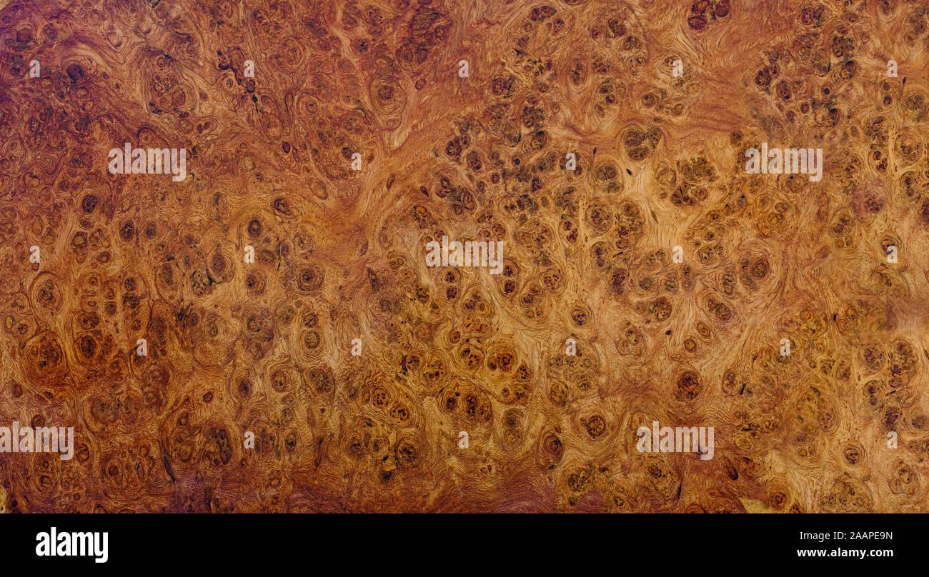 Natura afzelia burl a strisce di legno, legno esotico bellissimo modello per l'artigianato o arte astratta sfondo texture Foto Stock