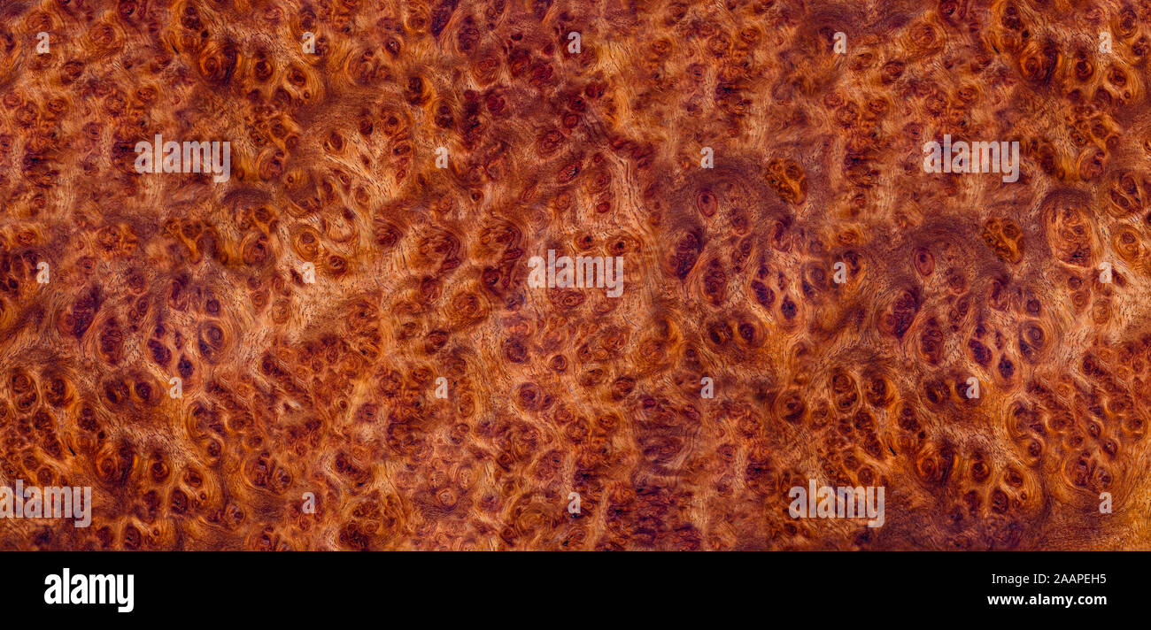 Natura afzelia burl a strisce di legno, legno esotico bellissimo modello per l'artigianato o arte astratta sfondo texture Foto Stock
