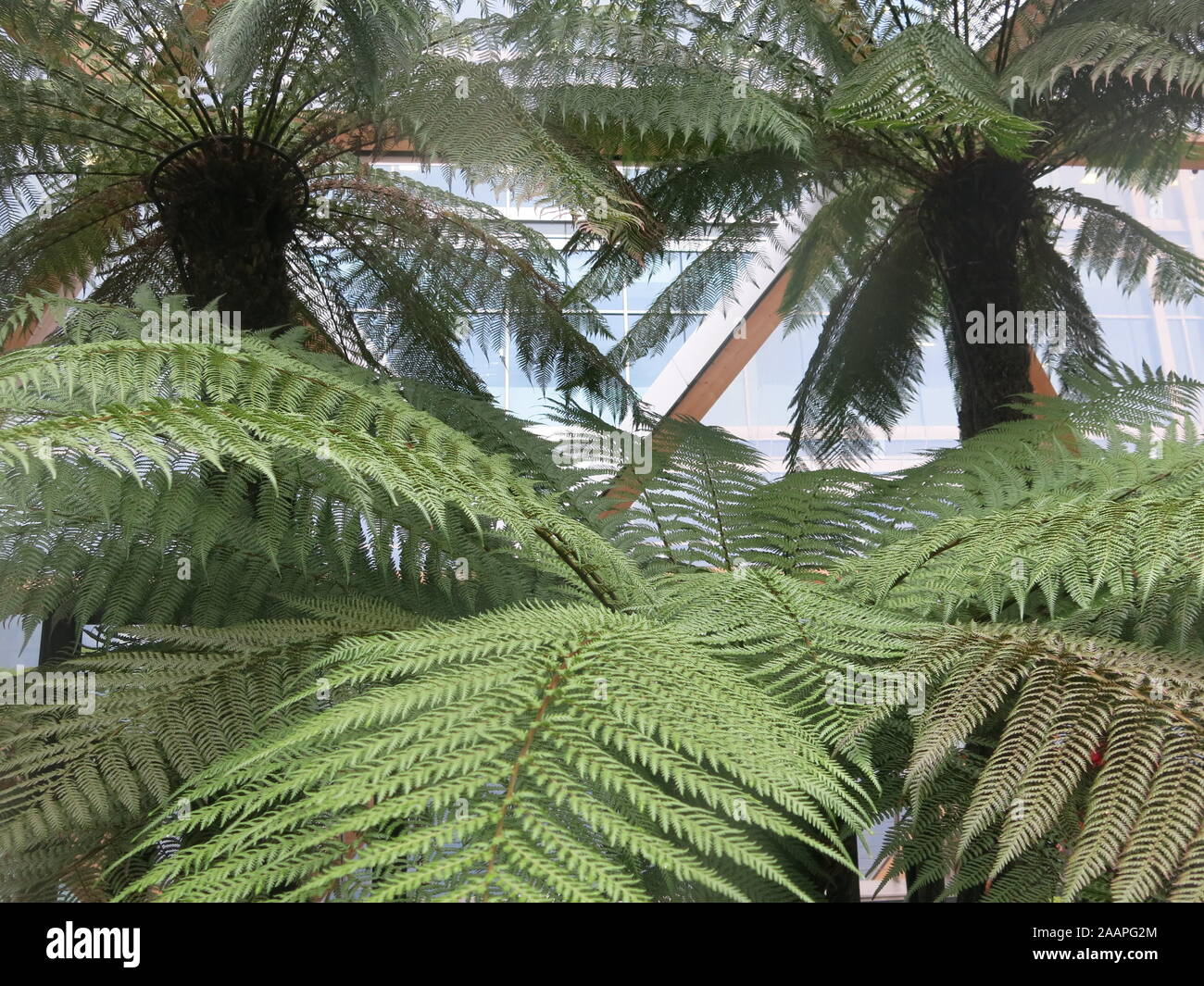 Close-up delle felci arboree che crescono nel tropicale coperta giardino sul tetto al posto Crossrail, Canary Wharf. Foto Stock