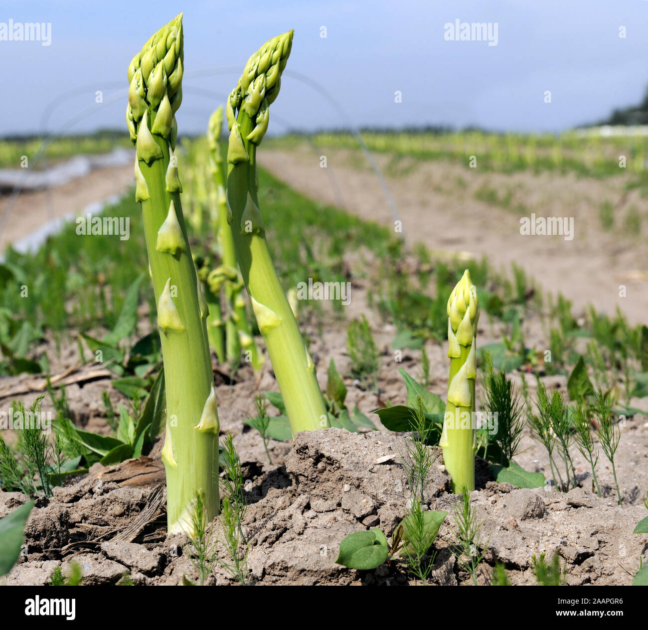 Grüner Spargel Foto Stock