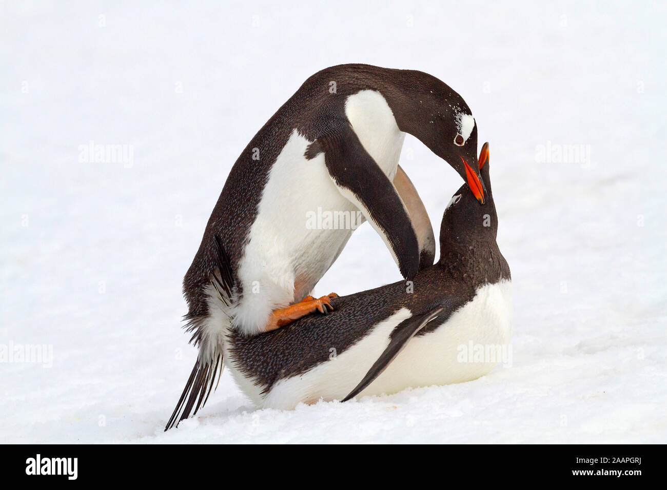 Eselspinguin - Antarktis Foto Stock