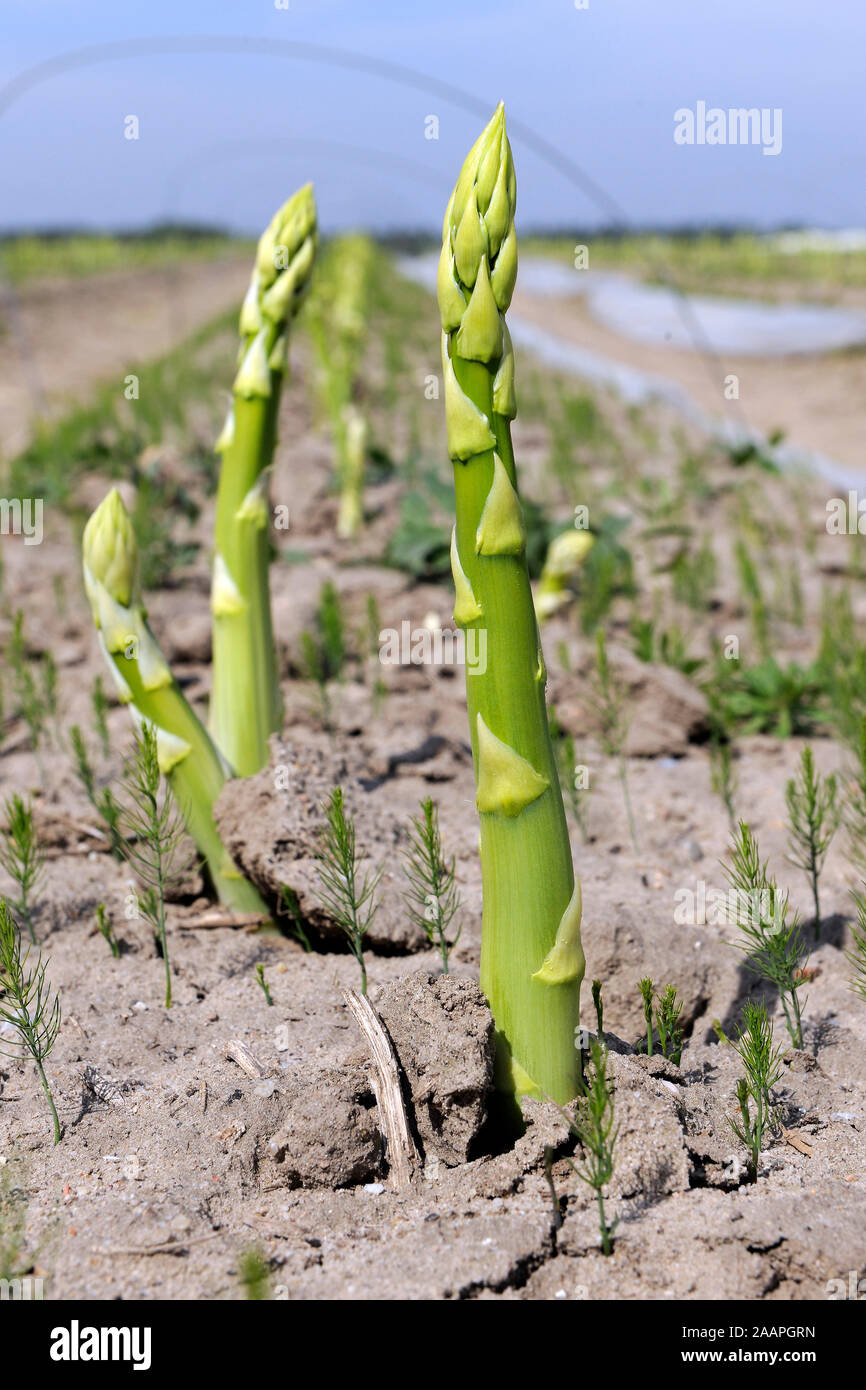 Grüner Spargel Foto Stock