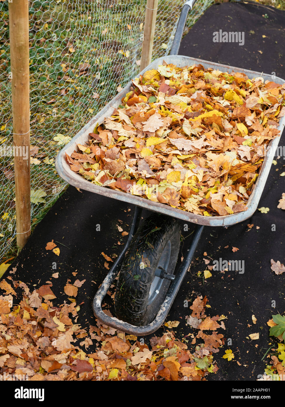 Gabbia a foglia con coperchio a terra biodegradabile riempito con foglie per formare la muffa a foglia. Foto Stock