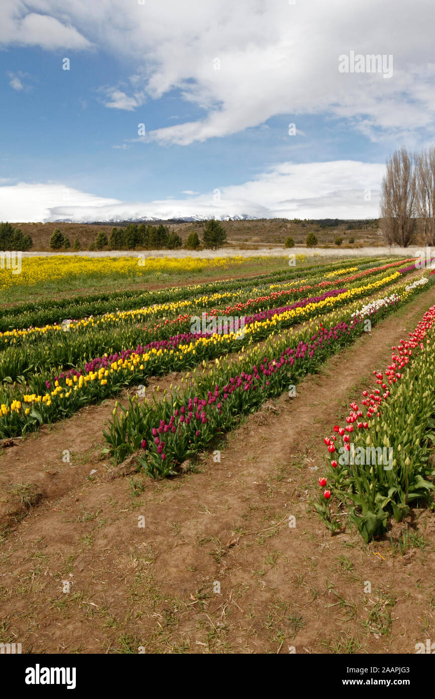 Campi di Tulipani vicino a Trevelin, Chubut provincia, Argentina, Patagonia Foto Stock