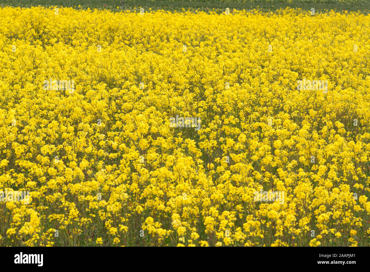 Raccolto di colza in Argentina, vicino Trevelin, Patagonia. Foto Stock