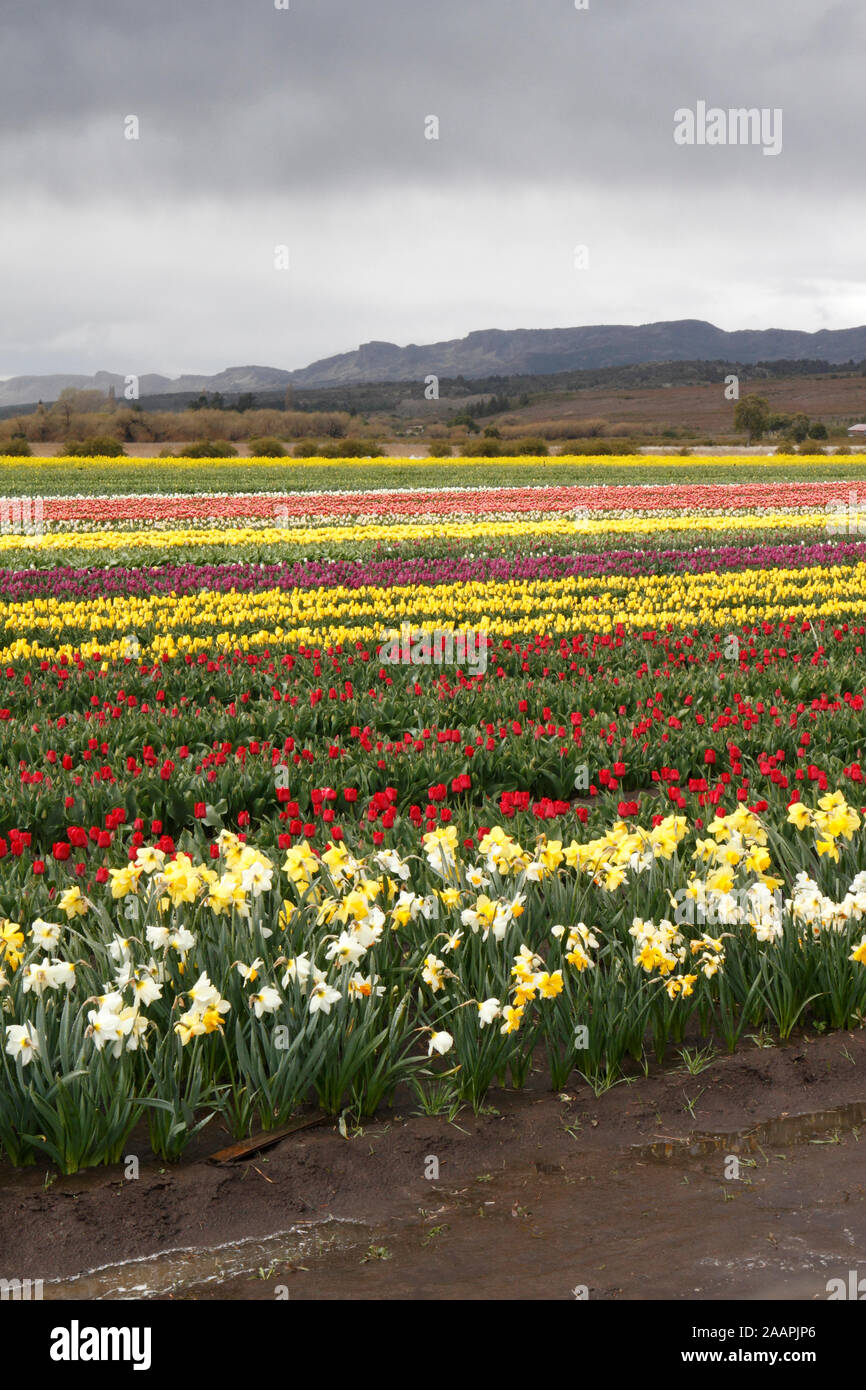 Campi di Tulipani vicino a Trevelin, Chubut provincia, Argentina, Patagonia Foto Stock