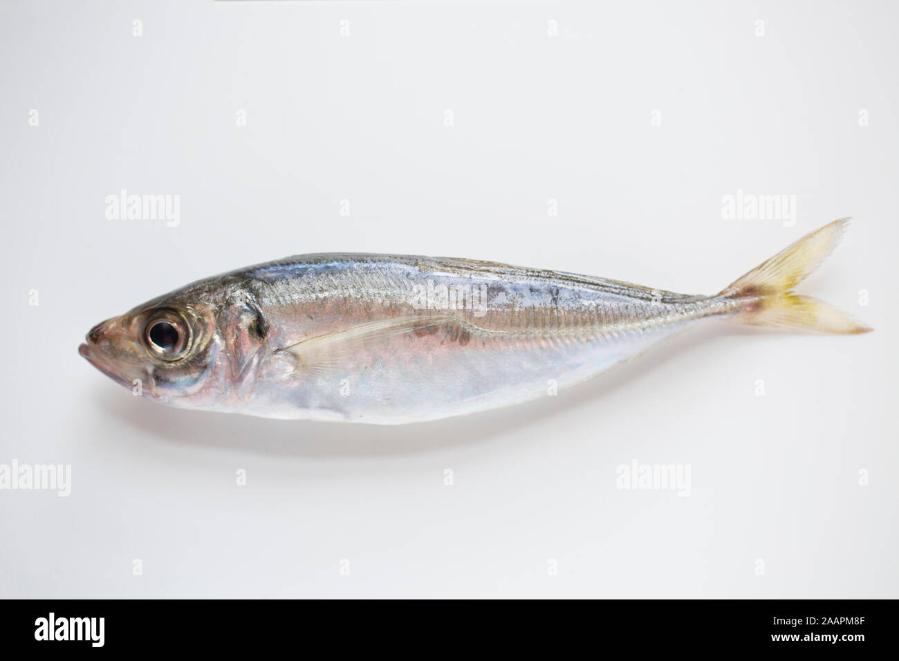 Un esempio di un Scad o sugarello, che è stato catturato in barca e pesca photograped su uno sfondo scuro. Scad sono olio di pesce e una fonte di Omega 3 Foto Stock