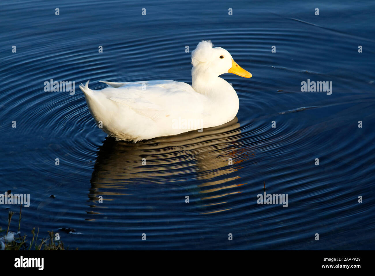 Bianco anatra crestata; nuoto, uccelli acquatici; fauna; animale; increspature ovale, motion, la riflessione e il grande lago; City Park; New Orleans; LA; USA; autunno; oriz Foto Stock