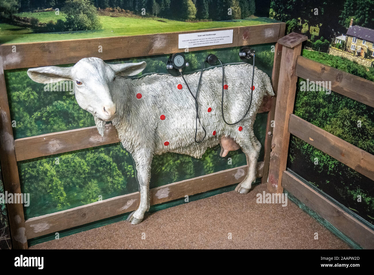 Un modello di capra a essere analizzato con uno stetoscopio, Mondo di James Herriot , Thirsk , Yorkshire Regno Unito Foto Stock