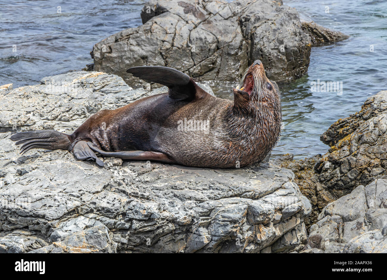 NZ pelliccia sigillo sbadigli, che mostra i denti Foto Stock