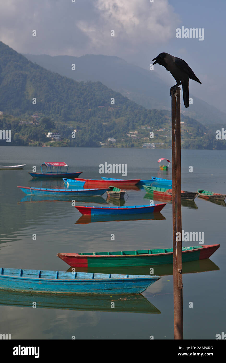 Corvo nero seduto sulla cima di un bastone, con barche galleggiante sul lago phewa Foto Stock