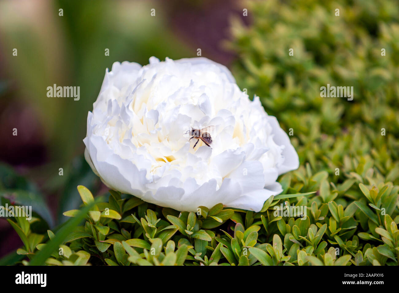 Bee in un fiore bianco fiore, la peonia o paeony, genus Paeonia, famiglia Paeoniaceae, in un giardino Foto Stock