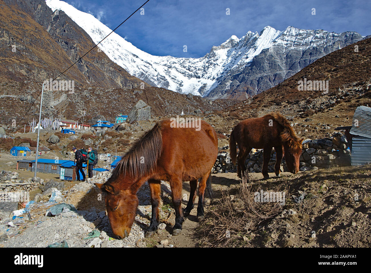 Due cavalli marrone alimentazione nella parte anteriore di un Snow capped pendio di montagna Foto Stock