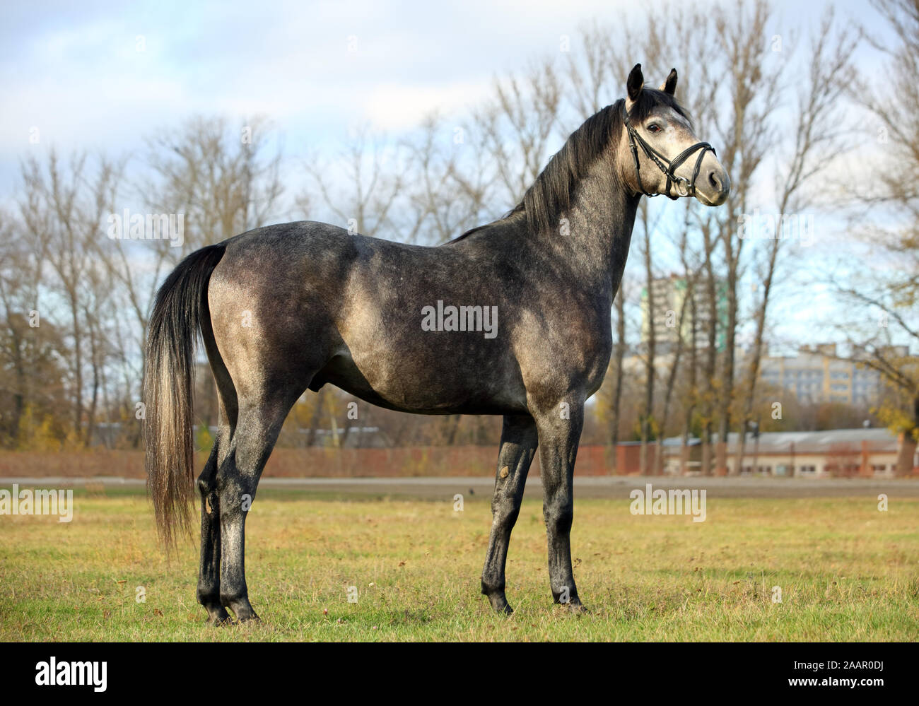 Arabian Horse. Stallone grigio in autunno allevamento paddock Foto Stock