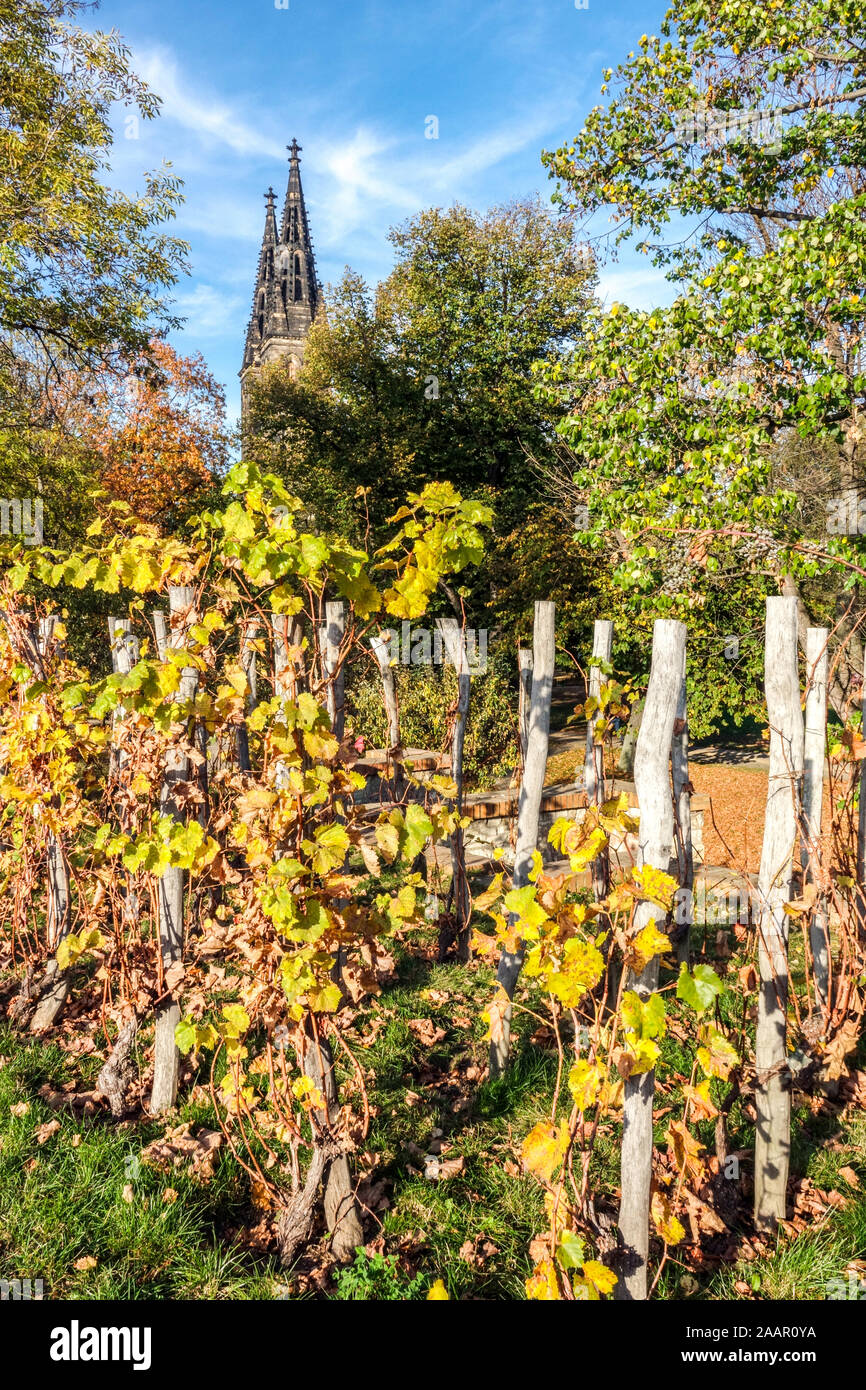 Vigneti di Praga piccolo vigneto in autunno Vysehrad Praga Repubblica Ceca Vysehrad Praga autunno Foto Stock