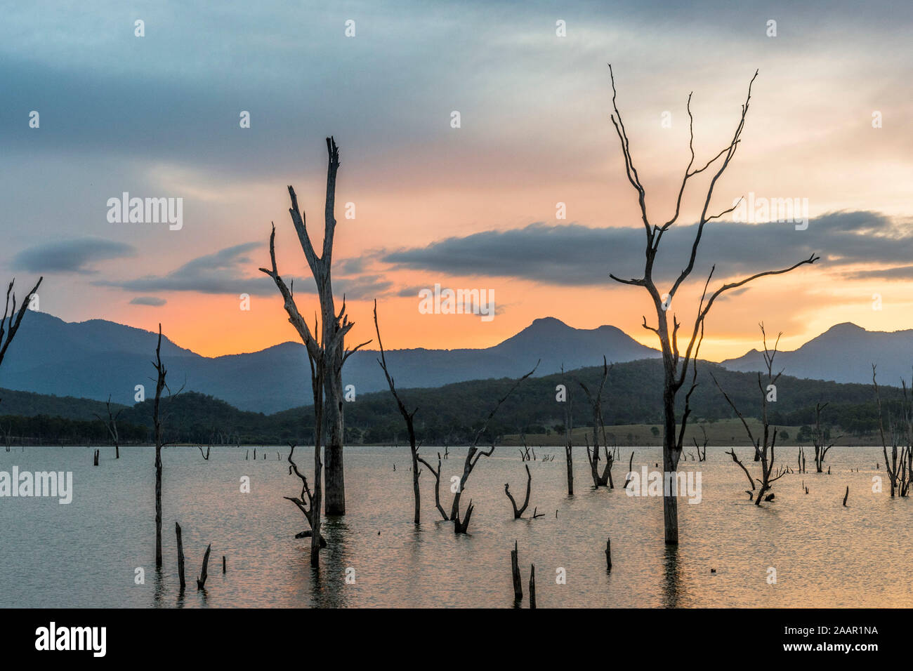 Alberi annegato nel serbatoio, Lago Moogerah, Queensland Foto Stock