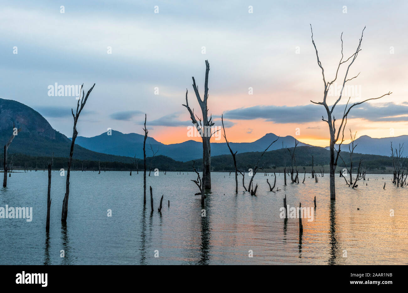 Alberi annegato nel serbatoio, Lago Moogerah, Queensland Foto Stock