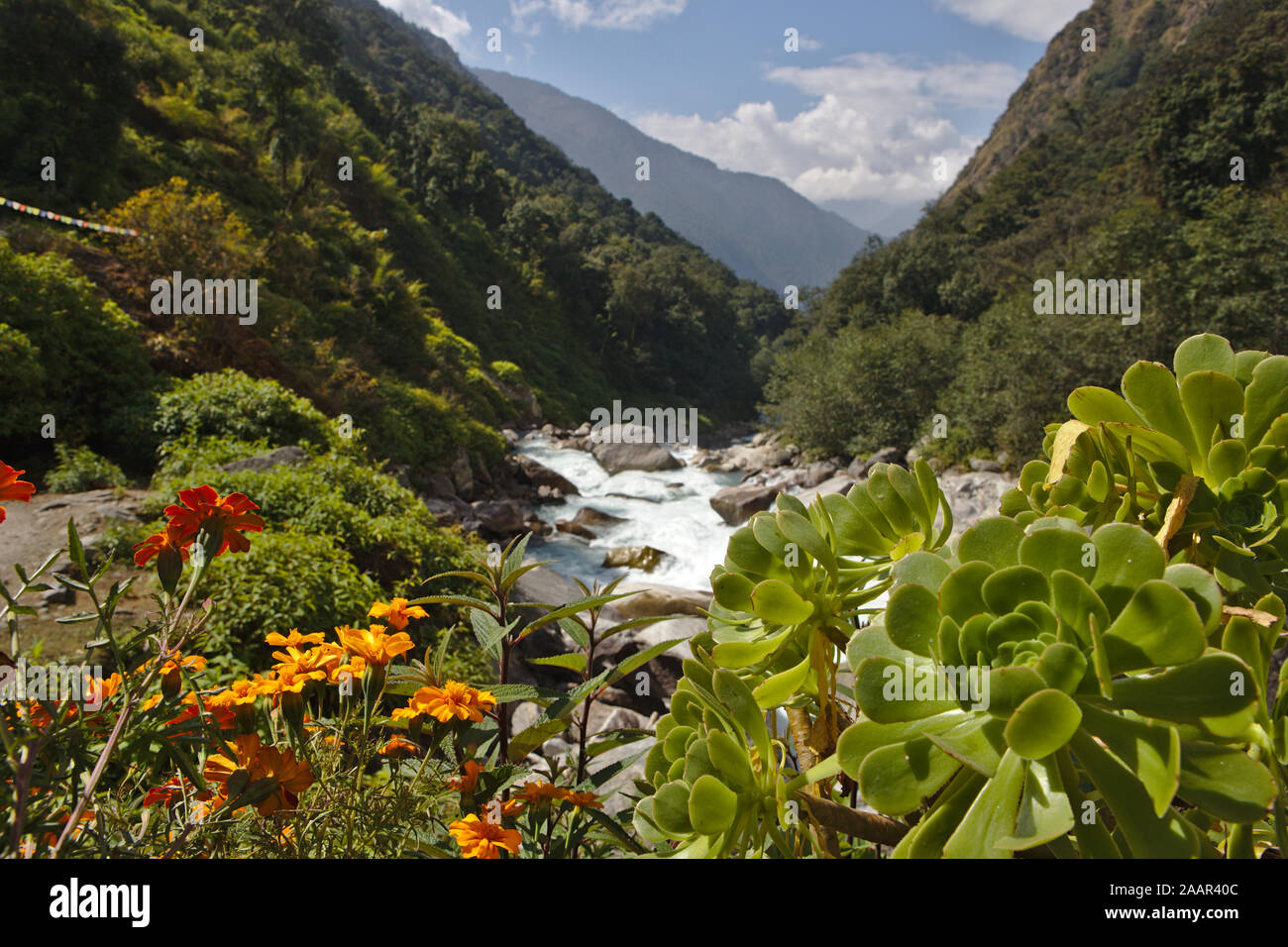 Foglie e fiori con valle in background Foto Stock