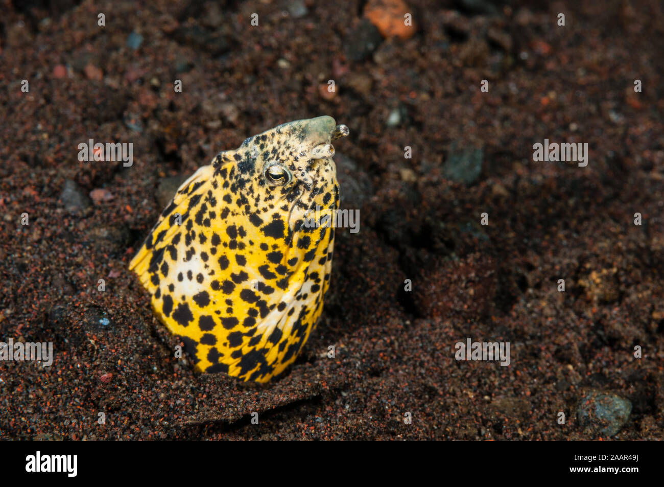 Serpente in marmo di anguilla, Callechelys marmorata, Tulamben, Bali, Indonesia Foto Stock