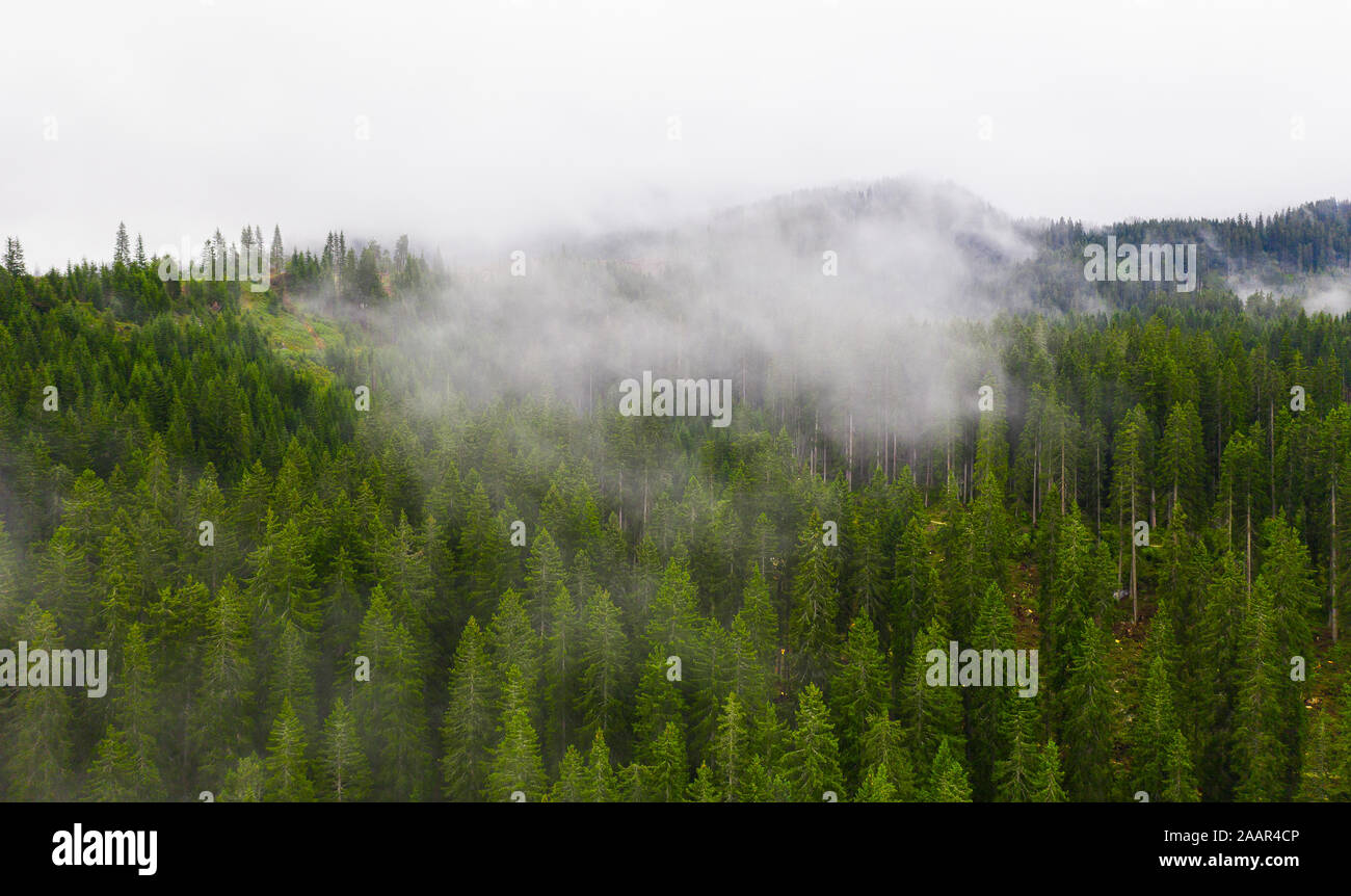 Foto panoramica sopra i tetti di pino o abete foresta con piccole nuvole. Antenna vista superiore foresta. Misty foggy paesaggio di montagna con spazio di copia Foto Stock