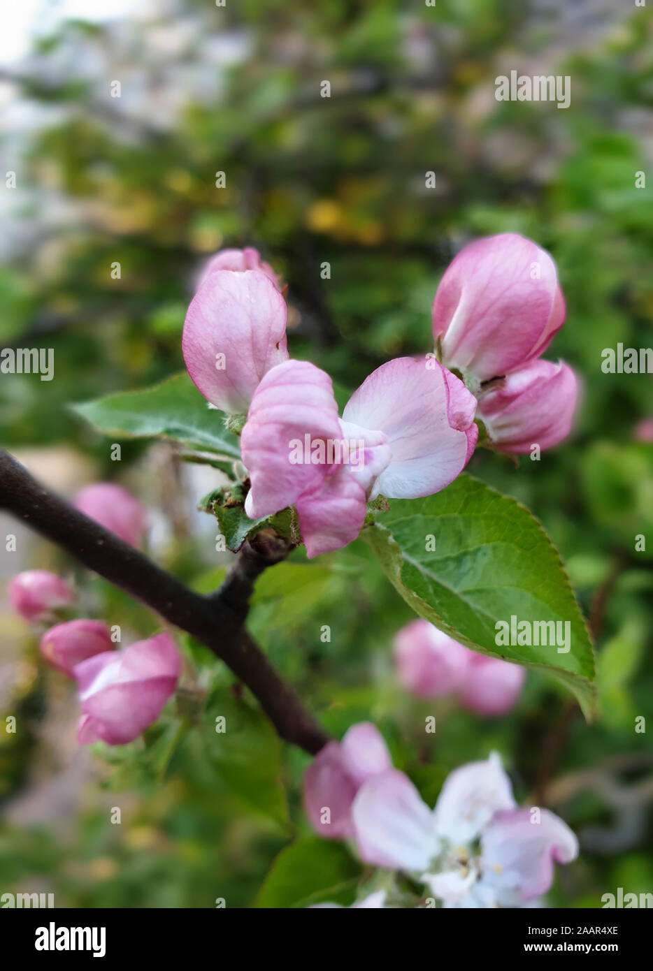 Rosati e bianchi boccioli di fiore in primo piano. Dietro di esso sfocata foglie verde, marrone ramo Foto Stock