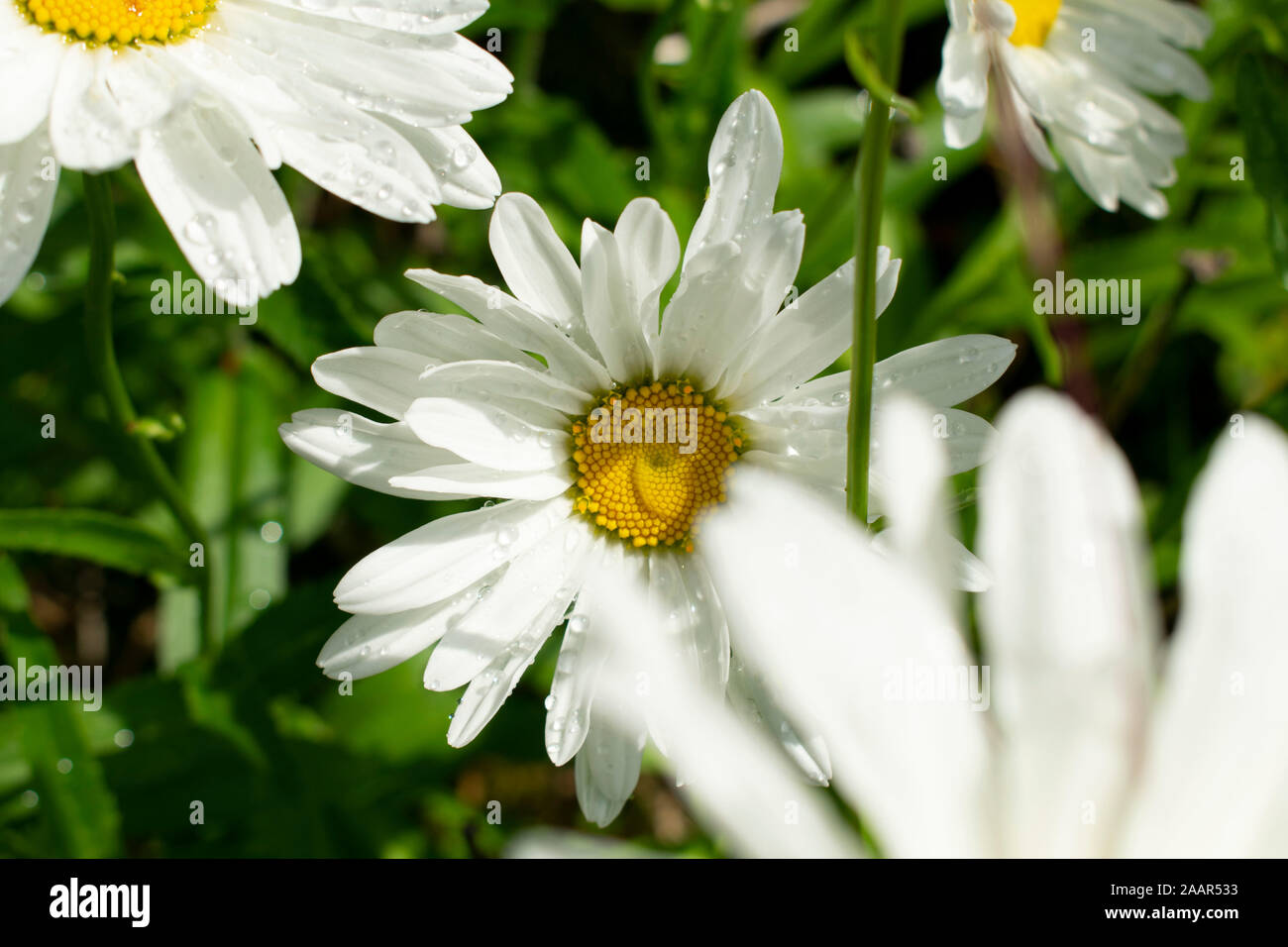 Quattro, fuori di molti, fiori selvatici che crescono in un giardino. Foto Stock