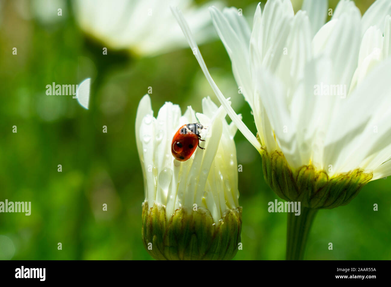 Coccinella a riposo immagini e fotografie stock ad alta