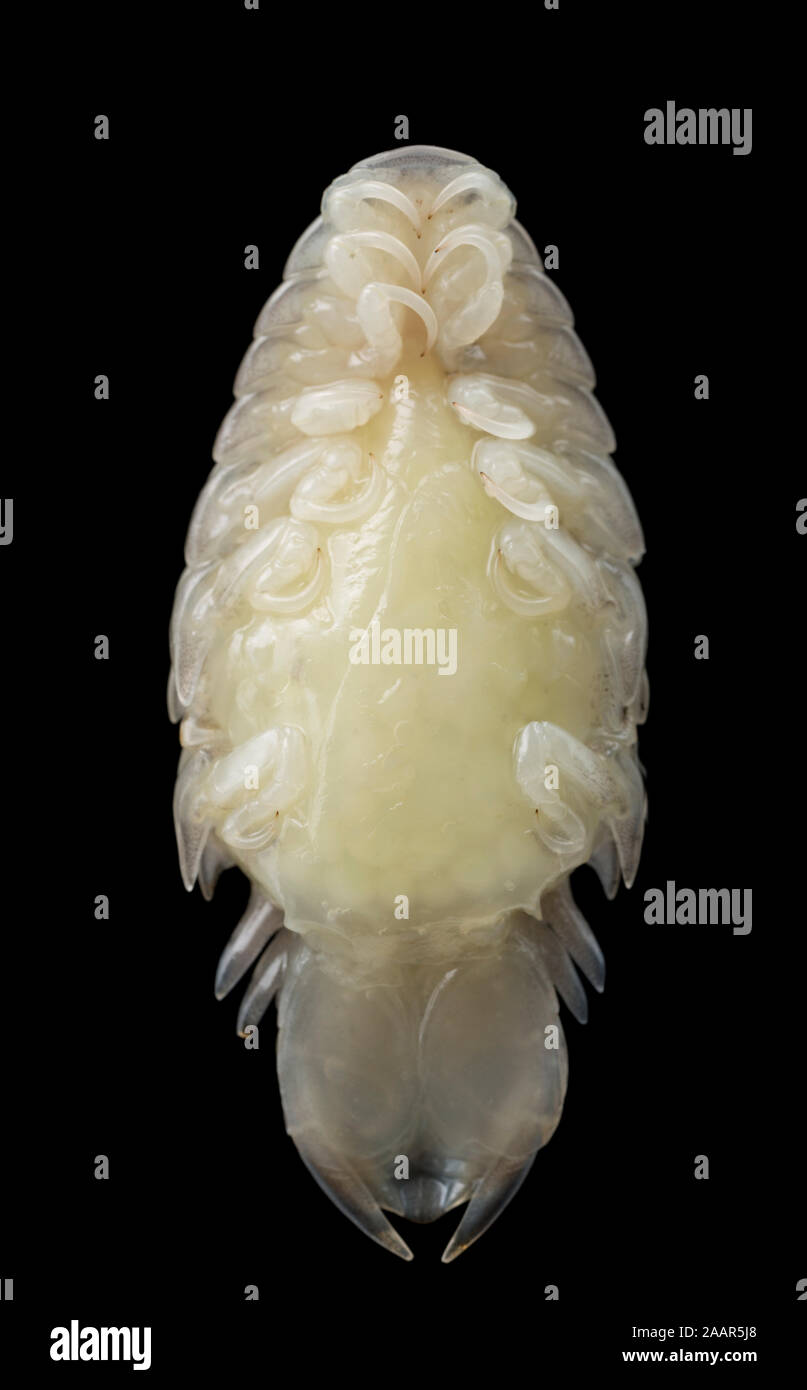 Un parassita pidocchio del pesce o isopod, del genere Anilocra, che è stata rimossa dalla pelle di un bass, Dicentrarchus labrax, che è stato catturato in Engli Foto Stock