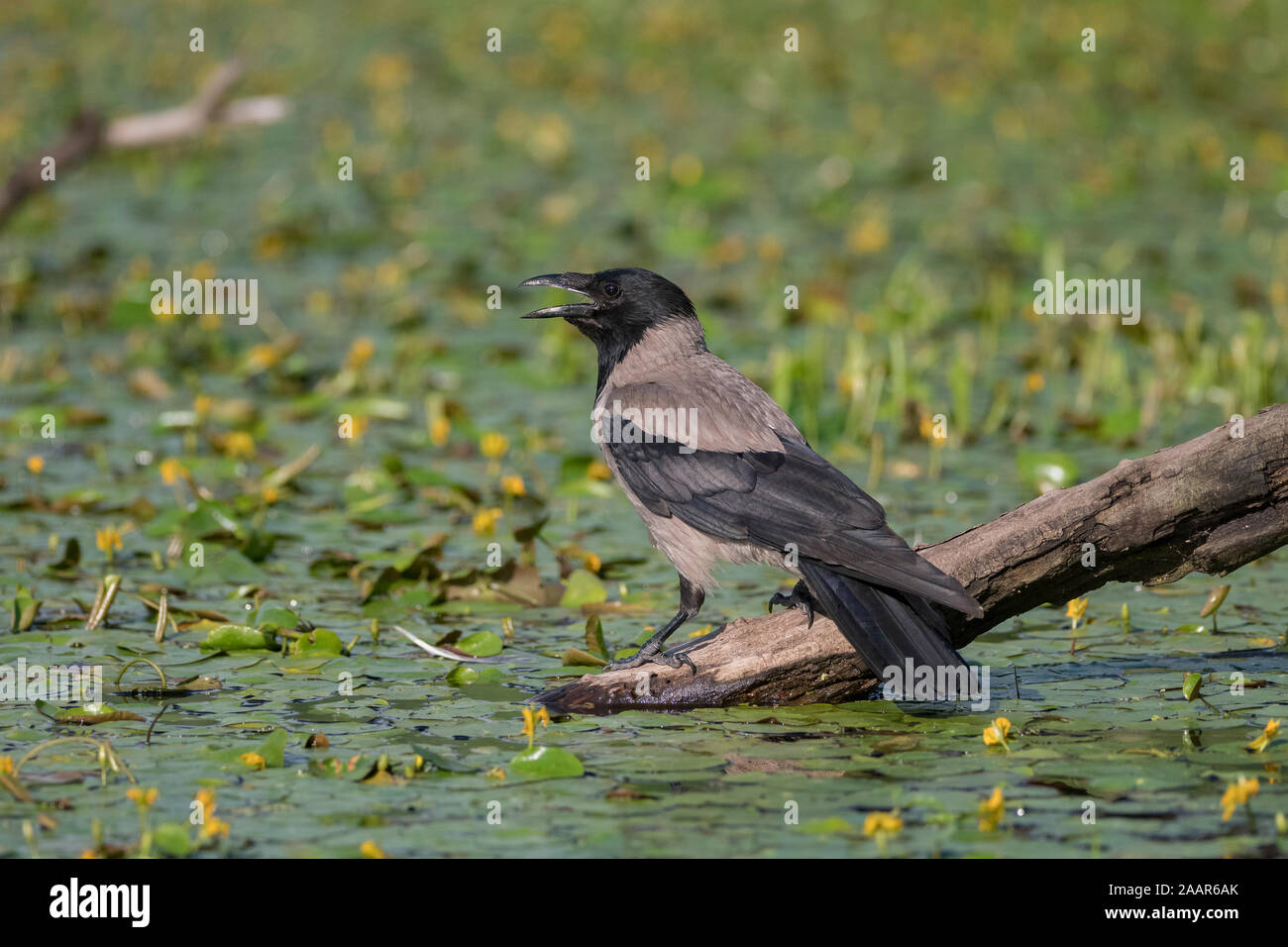 Crow incappucciati (Corvus corone cornix), seduto su un ramo in uno stagno, circondato da giallo cuore flottante (Nymphoides peltata), Hortobágy, Hortobágy Nati Foto Stock