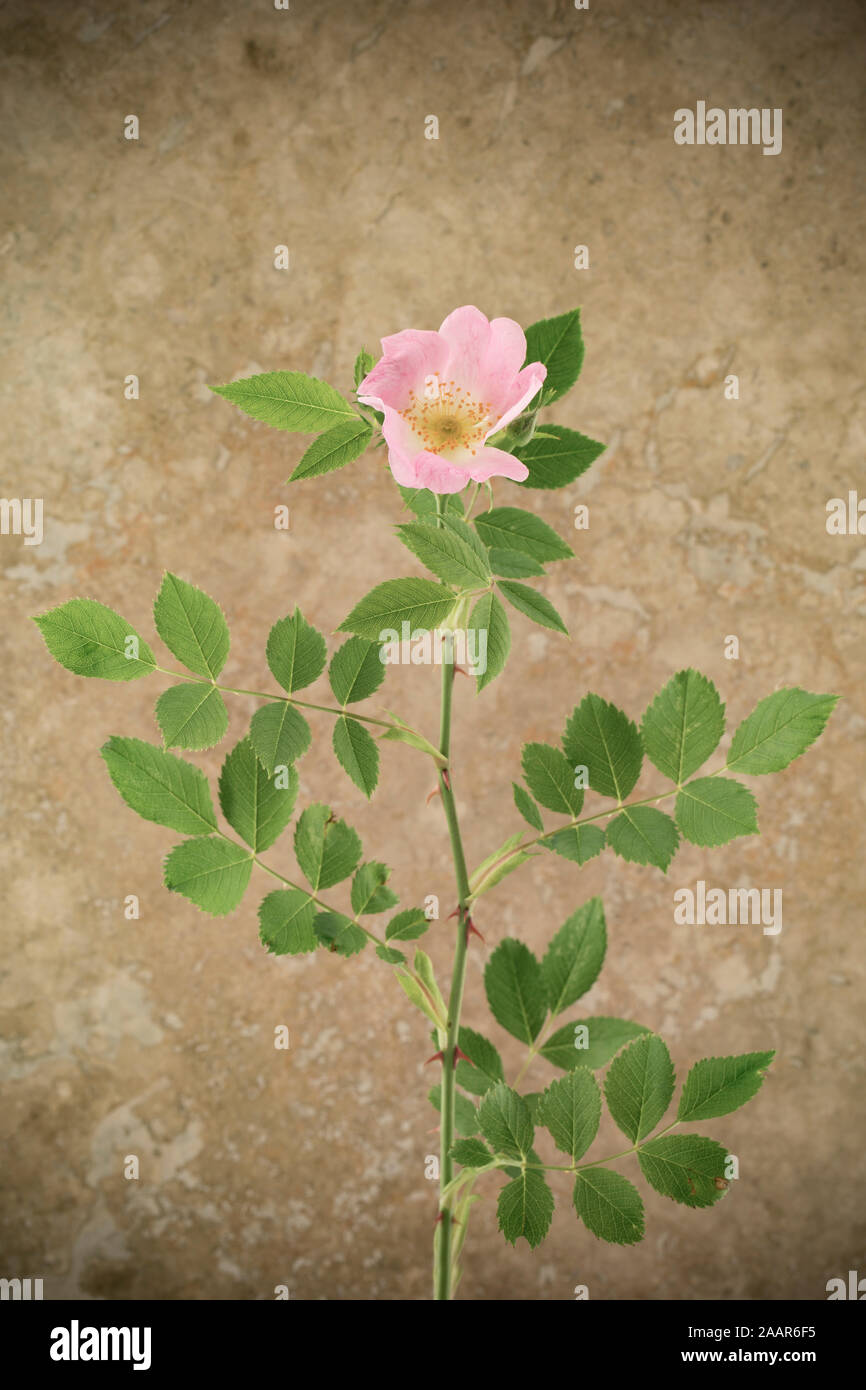 Un esempio di un Dog-Rose, Rosa canina, trovati in crescita in una siepe, fotografati contro una pietra di luce sullo sfondo. Il Dorset England Regno Unito GB Foto Stock