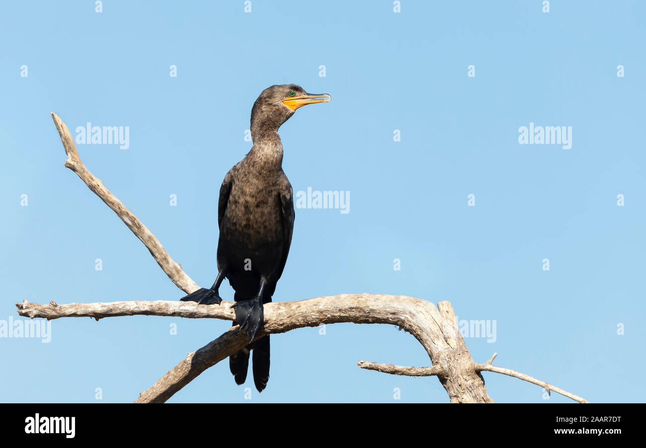 Close up di Neotropic cormorano (Phalacrocorax brasilianus) appollaiato su un albero, Sud Pantanal, Brasile. Foto Stock