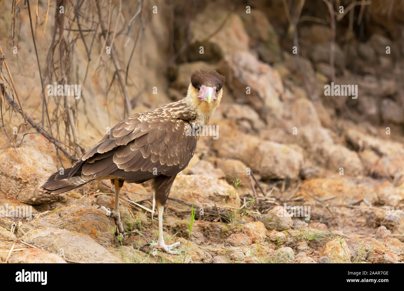 Close up crestato meridionale caracara capretti, Pantanal, Brasile. Foto Stock