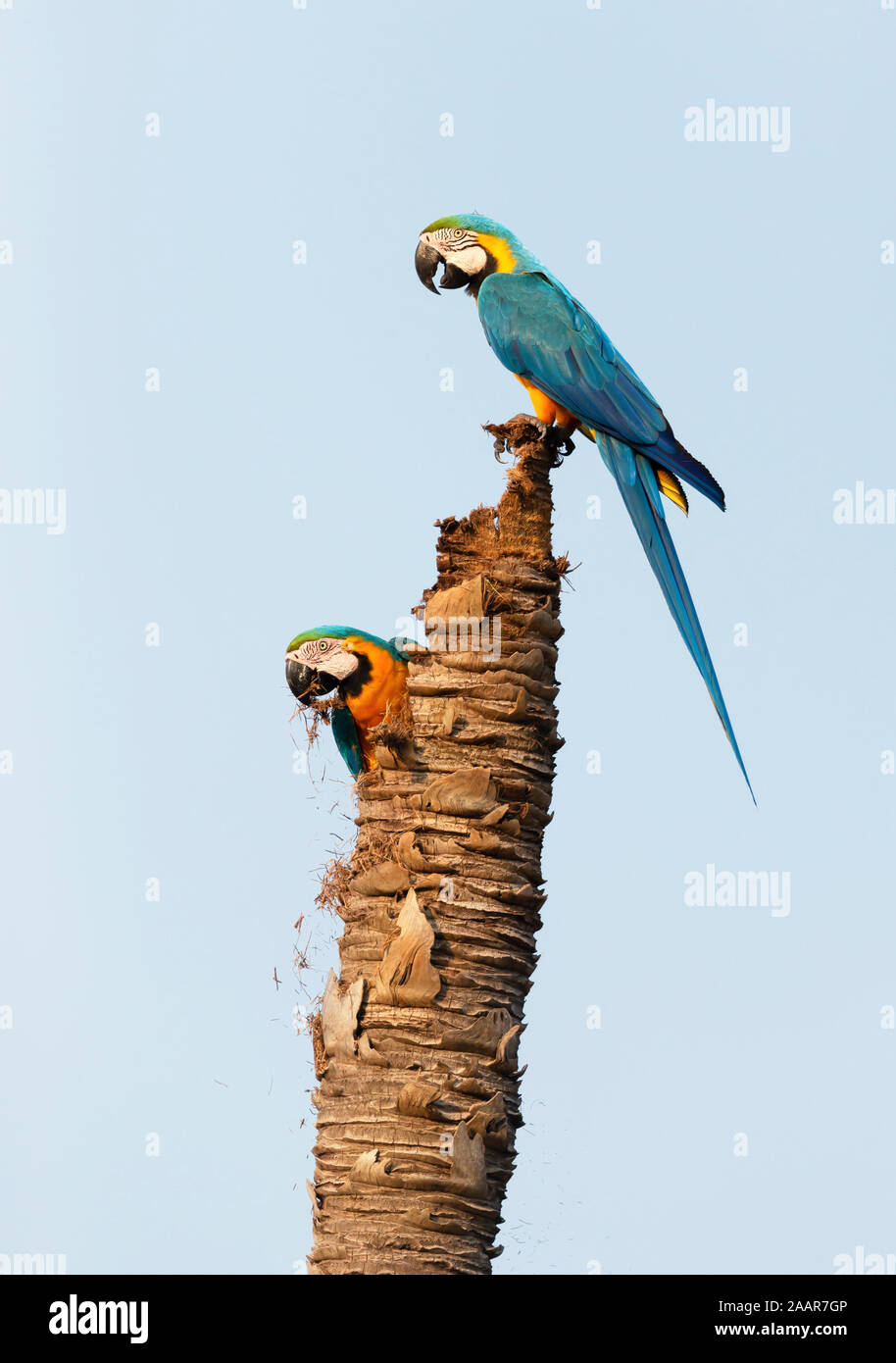 In prossimità dei due blu-giallo macaws nidificazione alta su un dead Palm tree, Pantanal, Brasile. Foto Stock