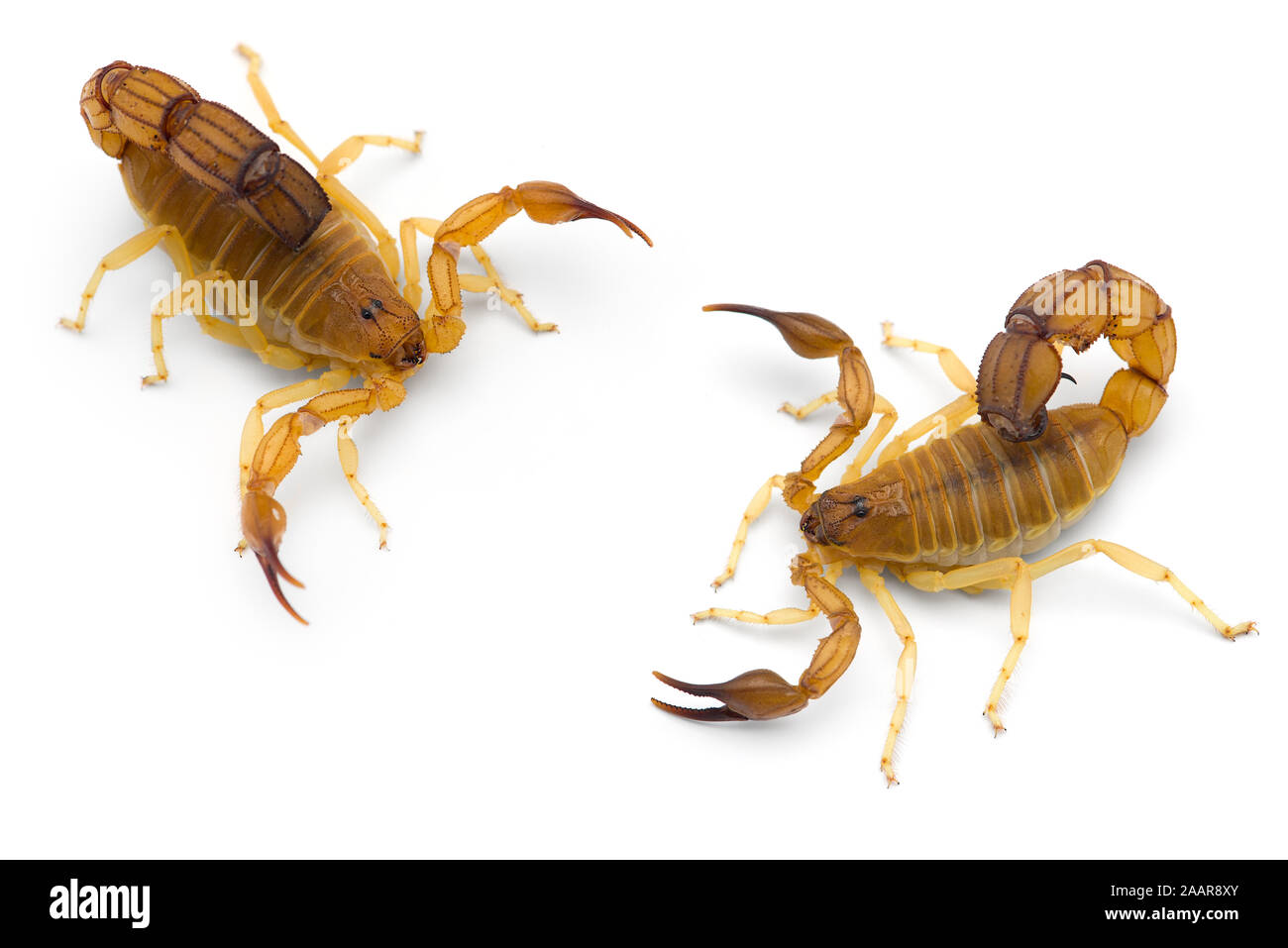 African venom Scorpion isolati su sfondo bianco Foto Stock