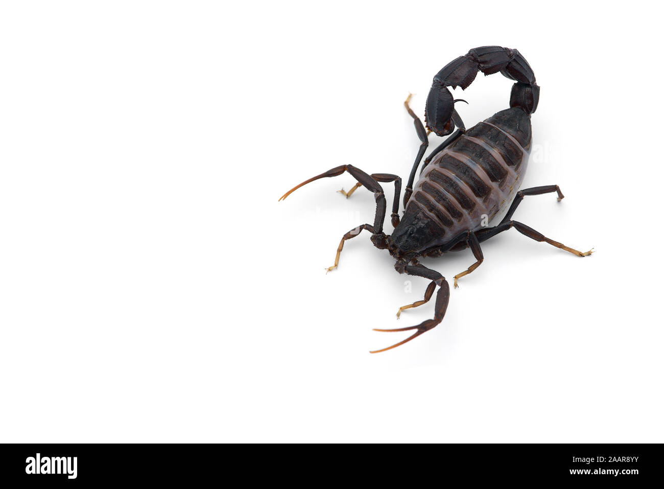 African venom Scorpion isolati su sfondo bianco Foto Stock