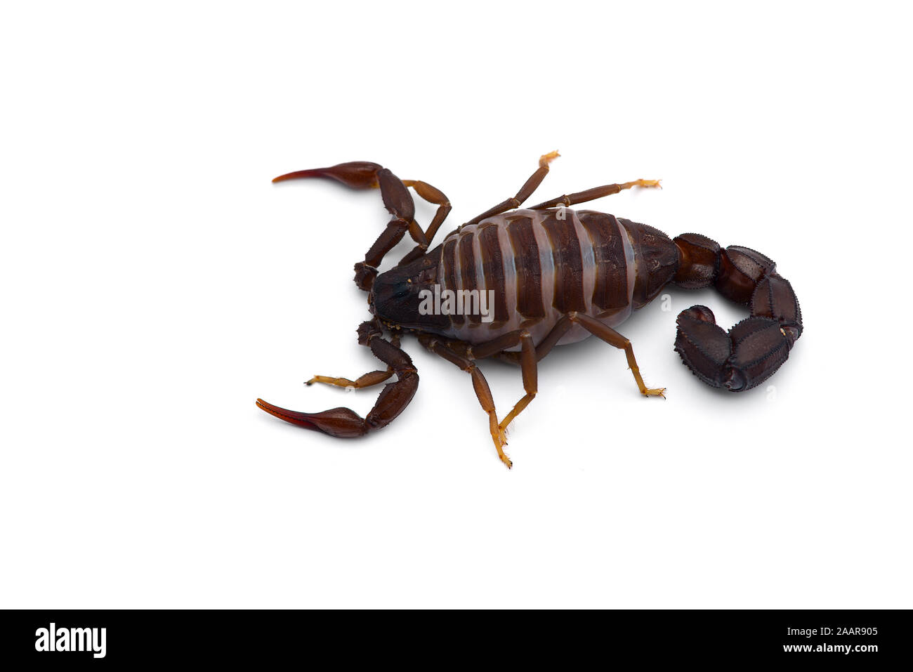 African venom Scorpion isolati su sfondo bianco Foto Stock