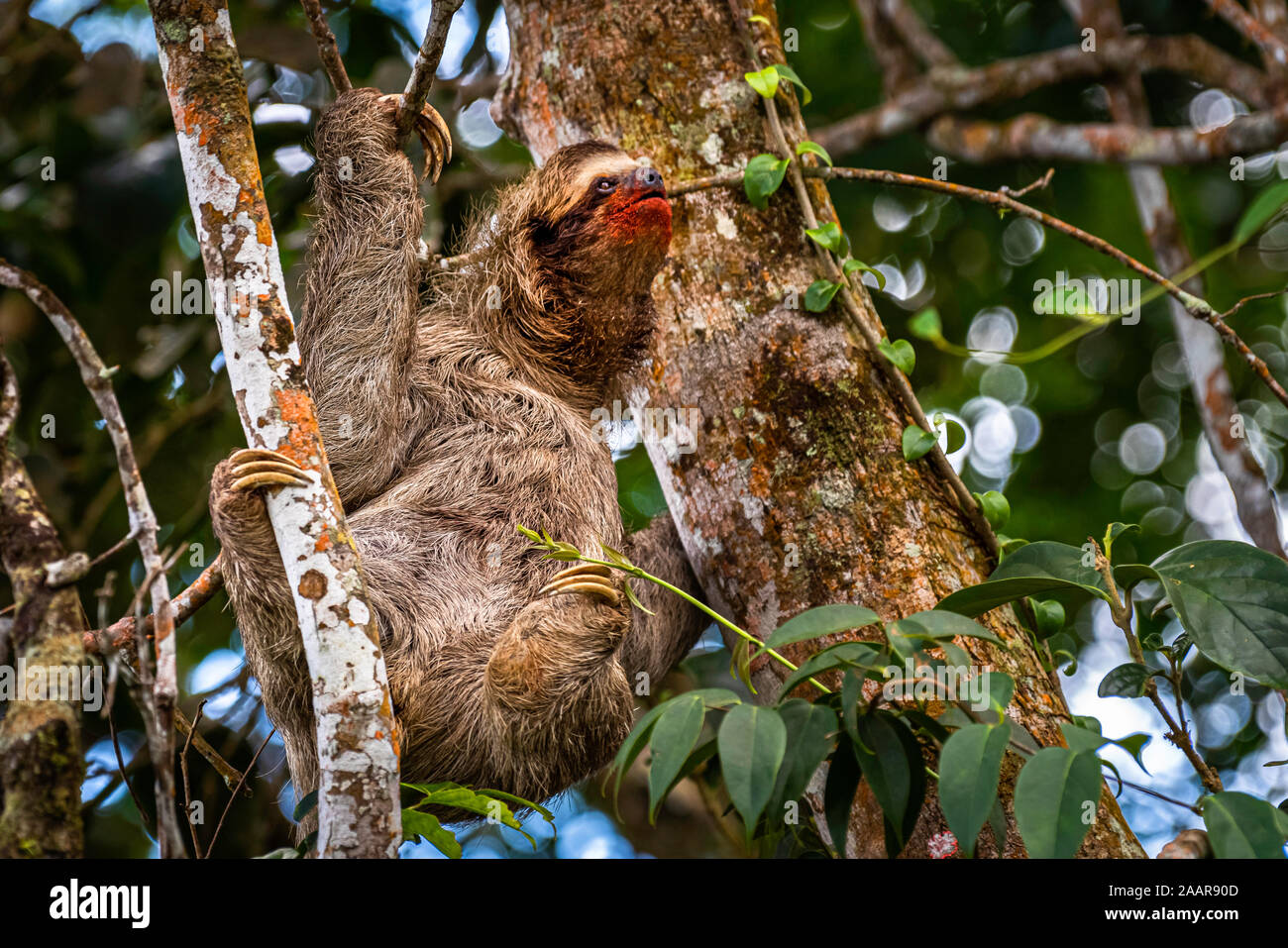 La serie di immagini è di 2 giovane maschio marrone-throated tre-toed bradipi combattendo ogni altro disco sul territorio Foto Stock