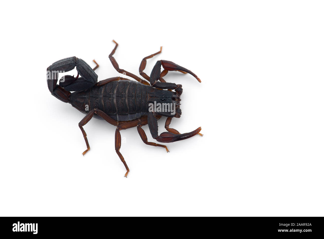 African venom Scorpion isolati su sfondo bianco Foto Stock