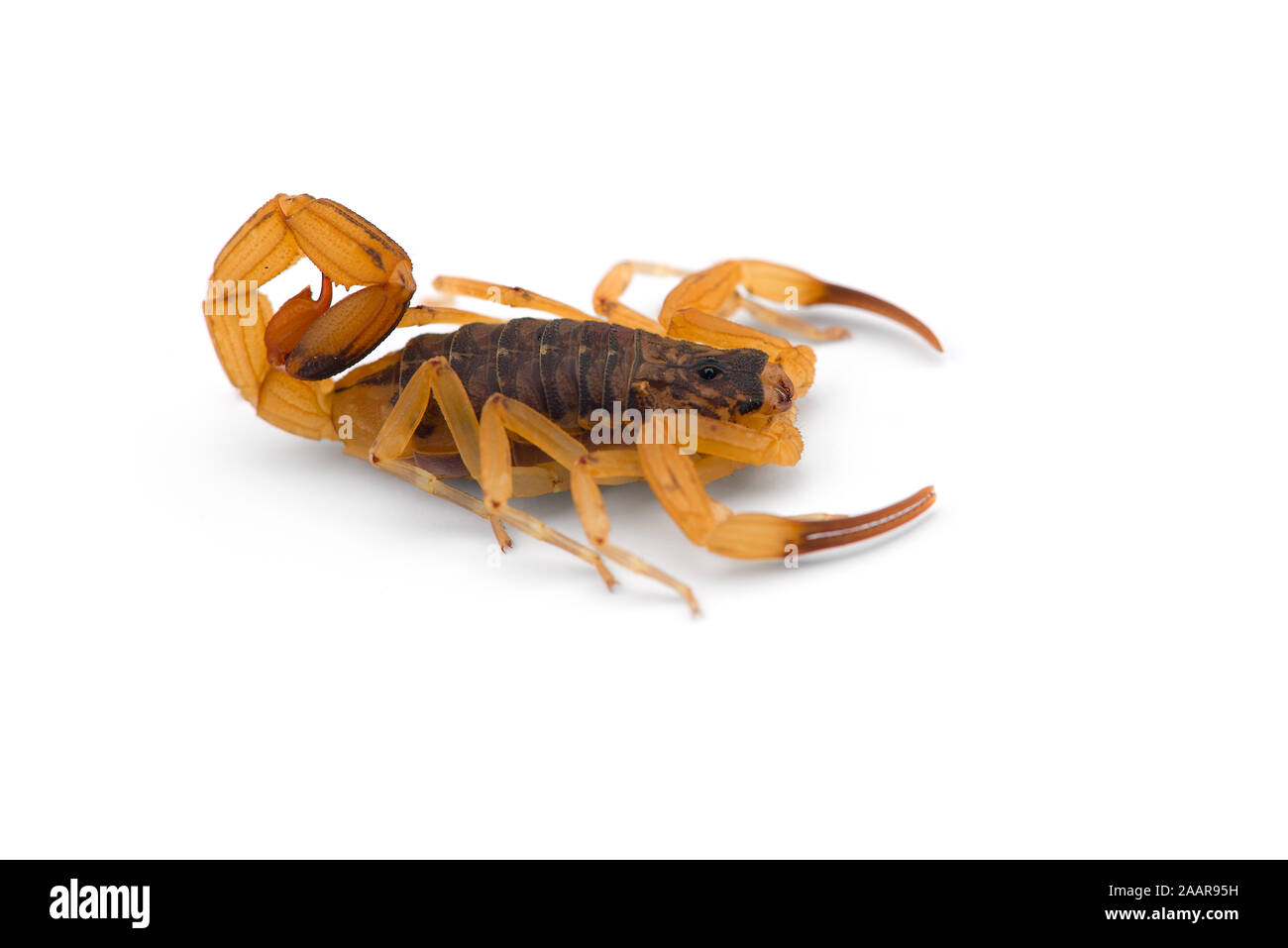 African venom Scorpion isolati su sfondo bianco Foto Stock