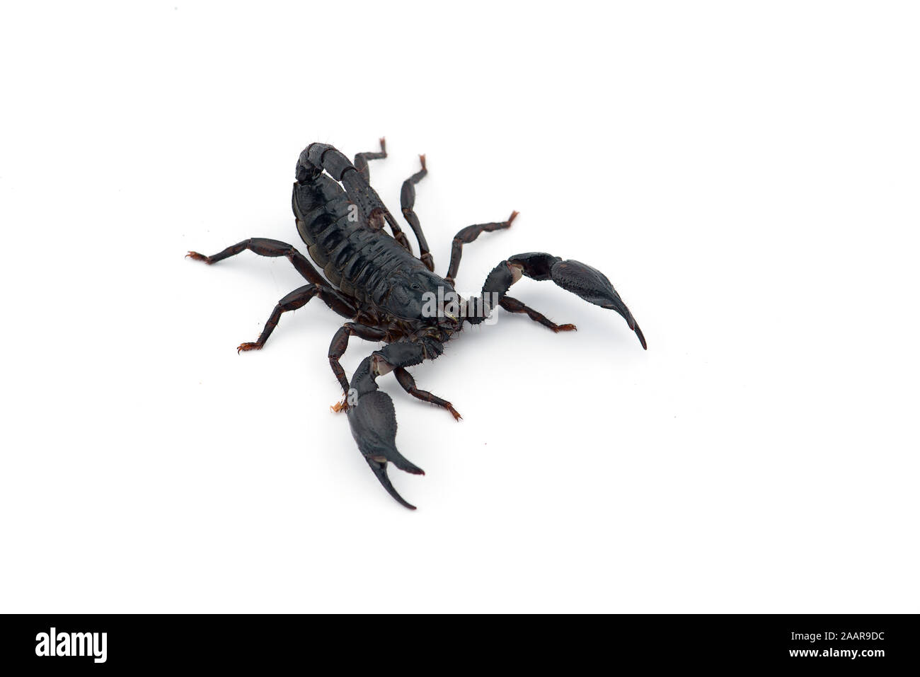 African venom Scorpion isolati su sfondo bianco Foto Stock