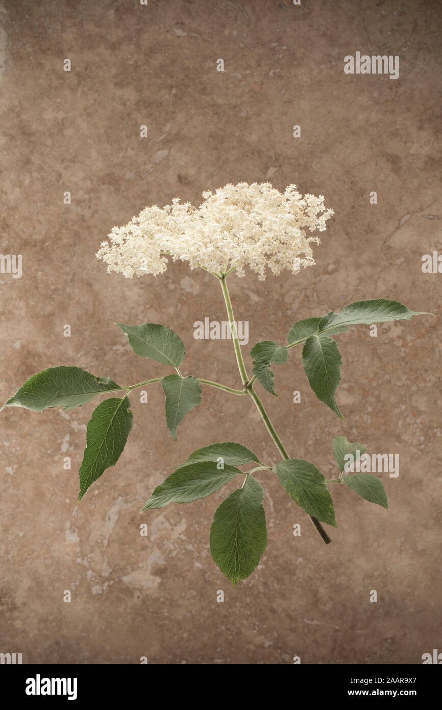 Un esempio di fiori di sambuco albero, Sambucus nigra, fotografati contro una pietra di luce sullo sfondo. Il Dorset England Regno Unito GB Foto Stock