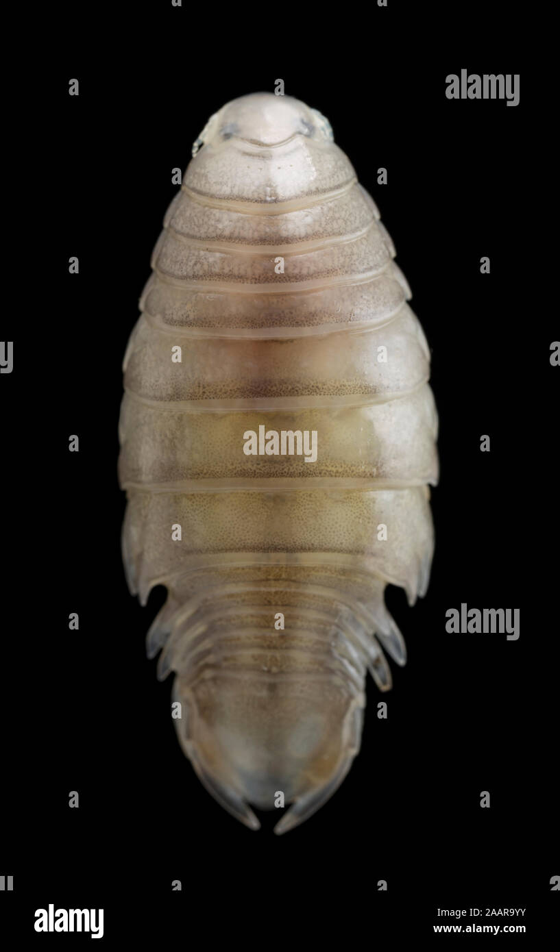 Un parassita pidocchio del pesce o isopod, del genere Anilocra, che è stata rimossa dalla pelle di un bass, Dicentrarchus labrax, che è stato catturato in Engli Foto Stock
